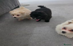Pomeranian dogs for sale: Pomeranian puppies  - Image 5