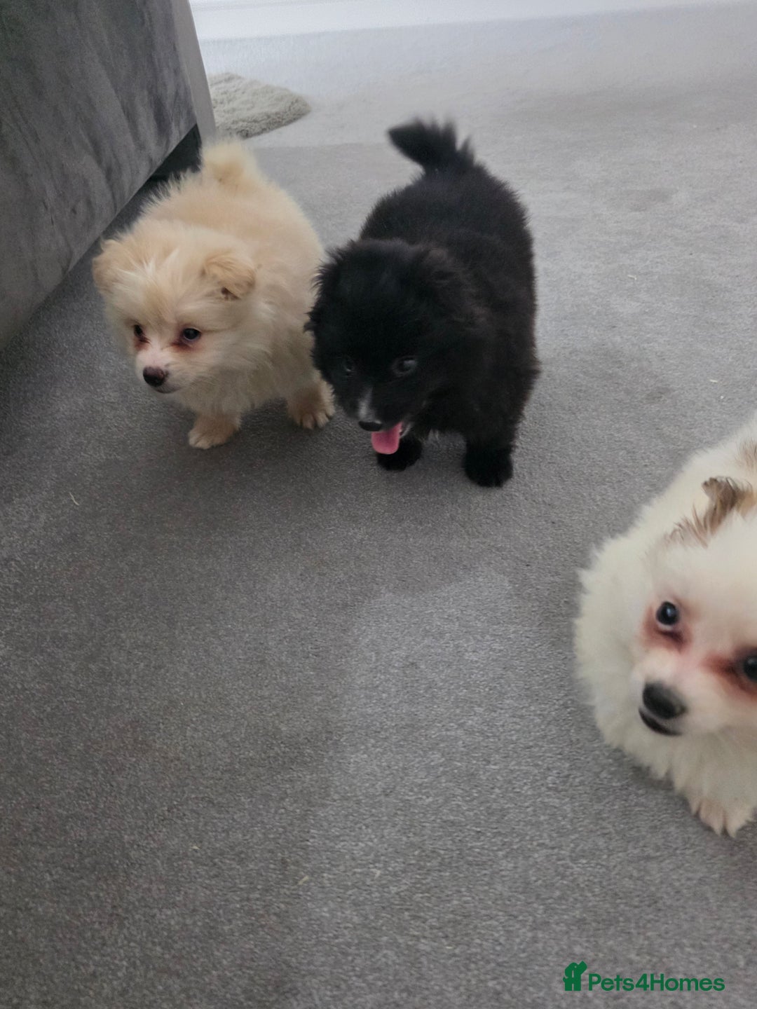 Pomeranian dogs for sale: Pomeranian puppies  - Image 5