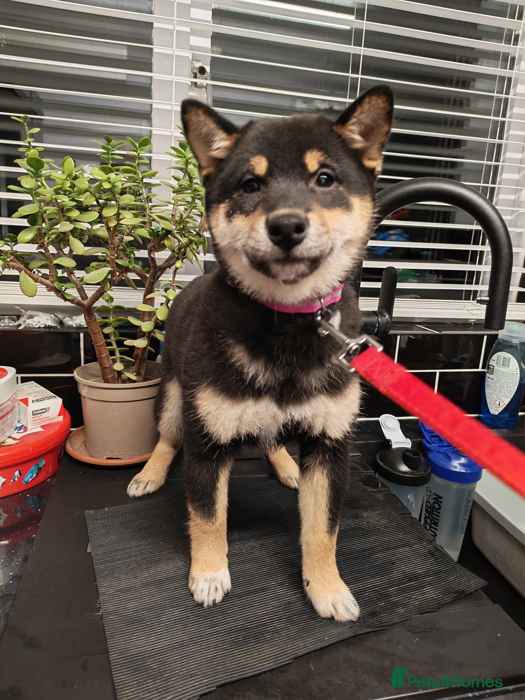 Japanese Shiba Inu dogs for sale: KC reg Japanese shiba inu puppies  - Advert 8