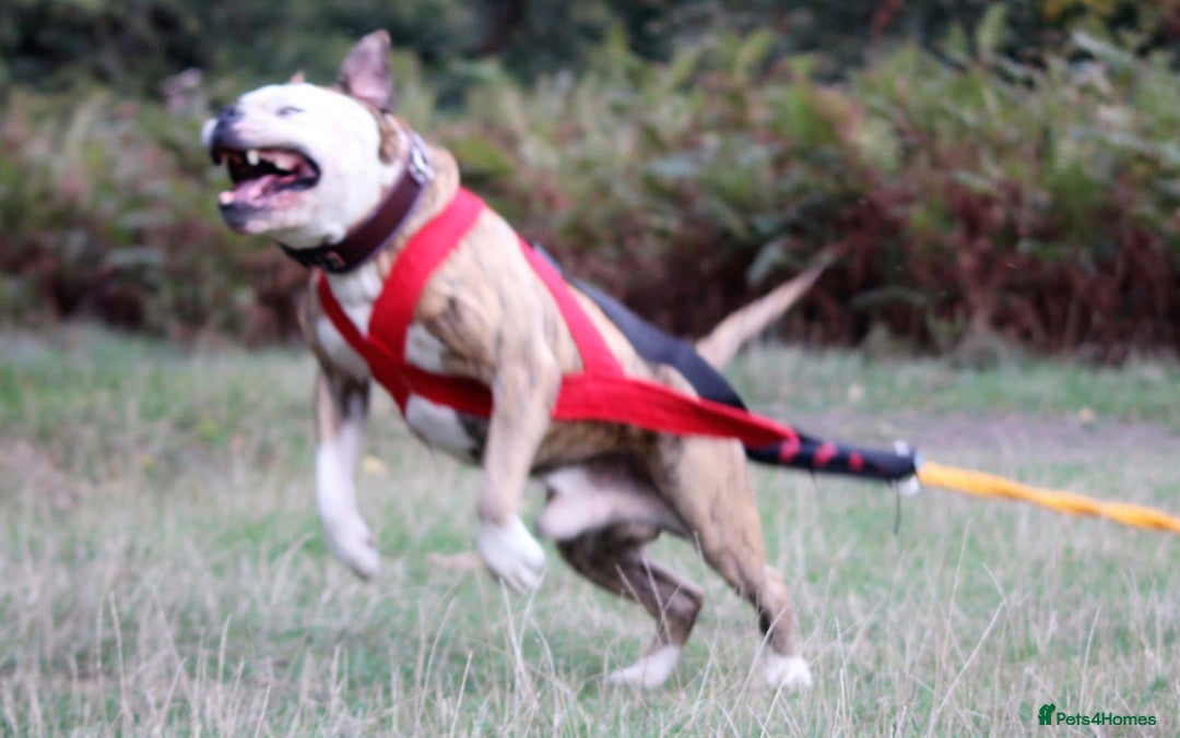 Alapaha Blue Blood Bulldog dogs for sale: SUPERB PICK OF LITTER PUP 5***** - Advert 29