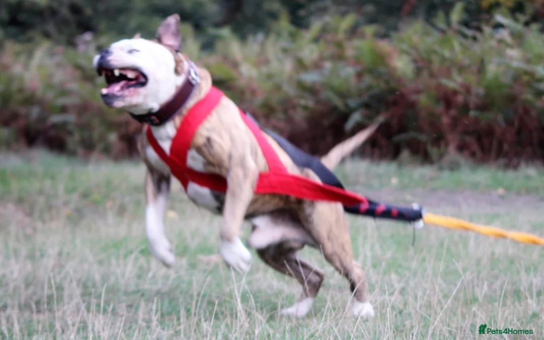 Alapaha Blue Blood Bulldog dogs for sale: SUPERB PICK OF LITTER PUP 5***** - Advert 27