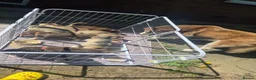 Siberian Husky dogs for sale: 🐾 Siberian Husky Puppies 🐾 - Advert 12