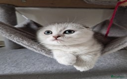 Scottish Fold cats for sale: Schotish straith and fold kittens😻 - Image 21
