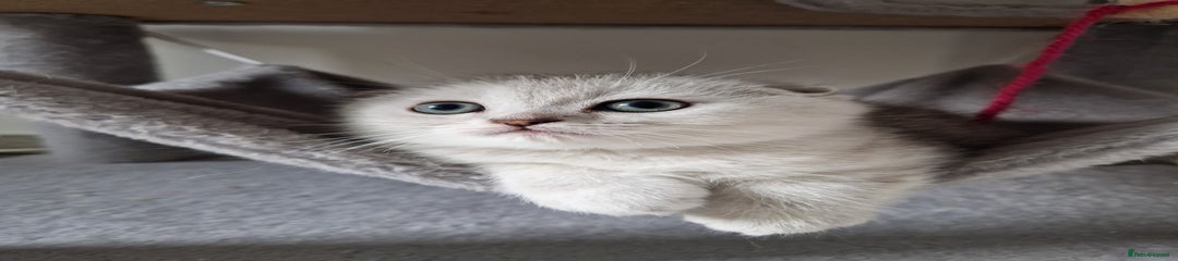 Scottish Fold Kitten 2
