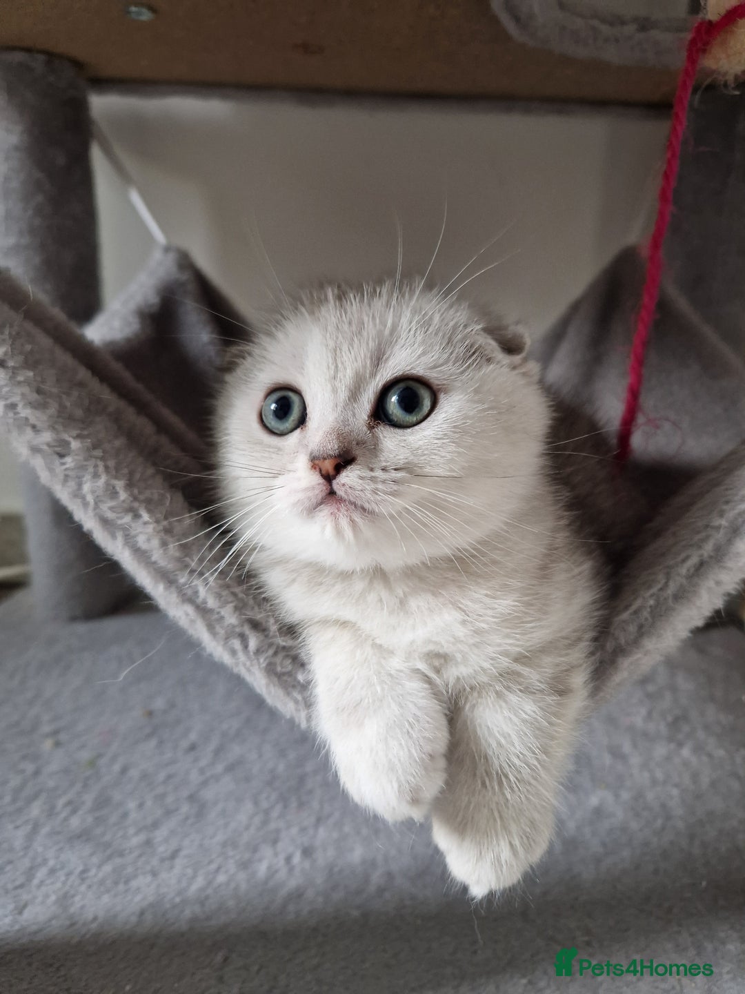 Scottish Fold cats for sale: Schotish straith and fold kittens😻 - Image 21