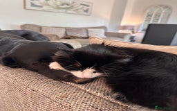 British Longhair cats for sale: Binkz & Jess - Image 5