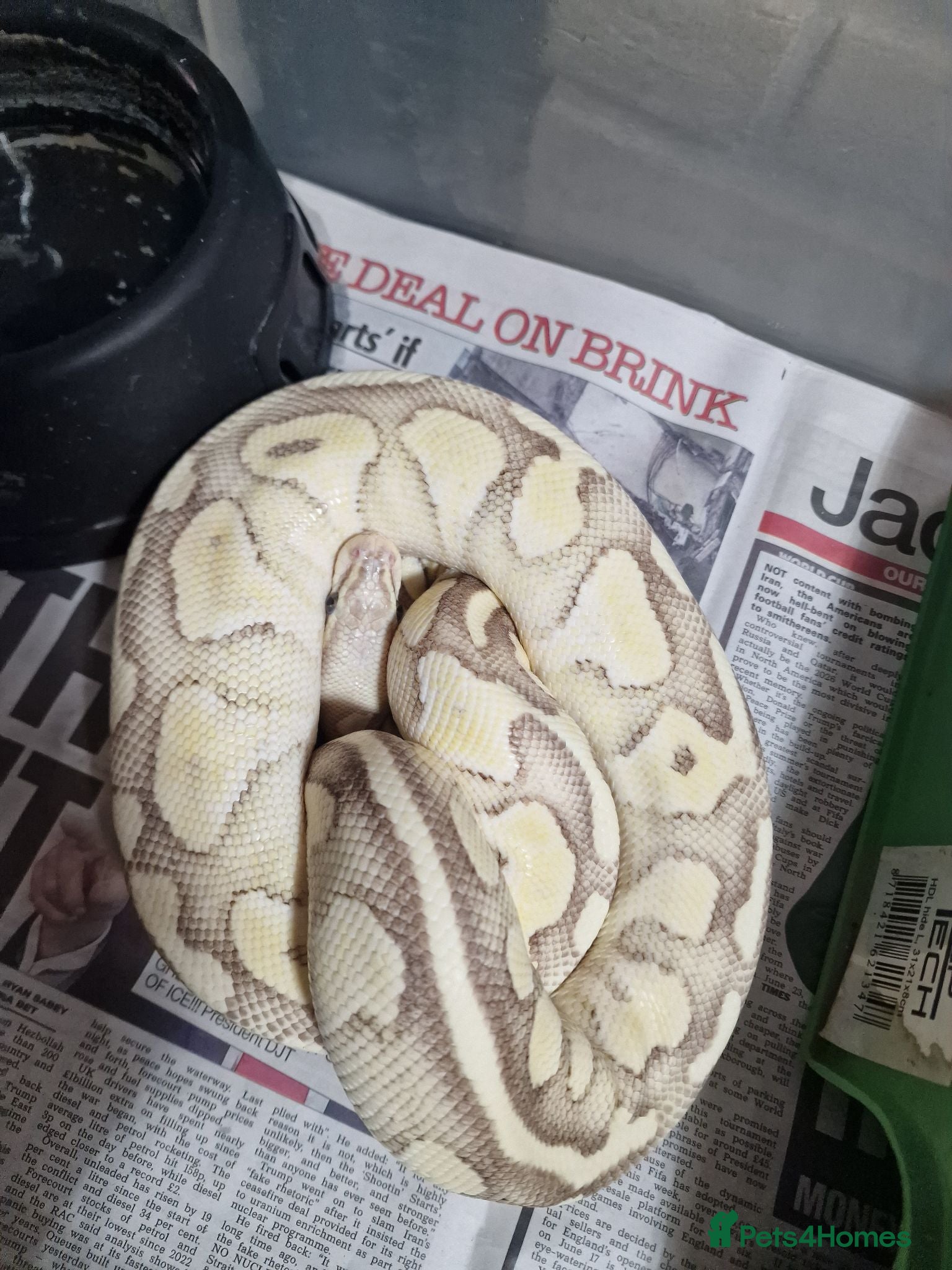 Boa Snake reptiles Butter fire pastel boa - Advert 1