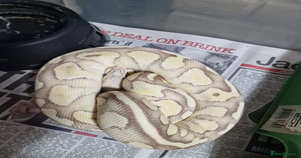 Boa Snake Reptiles for sale in Bromley, Greater London | Pets4Homes