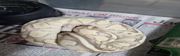 Boa Snake reptiles for sale: Butter fire pastel boa in Chatham - Advert 1