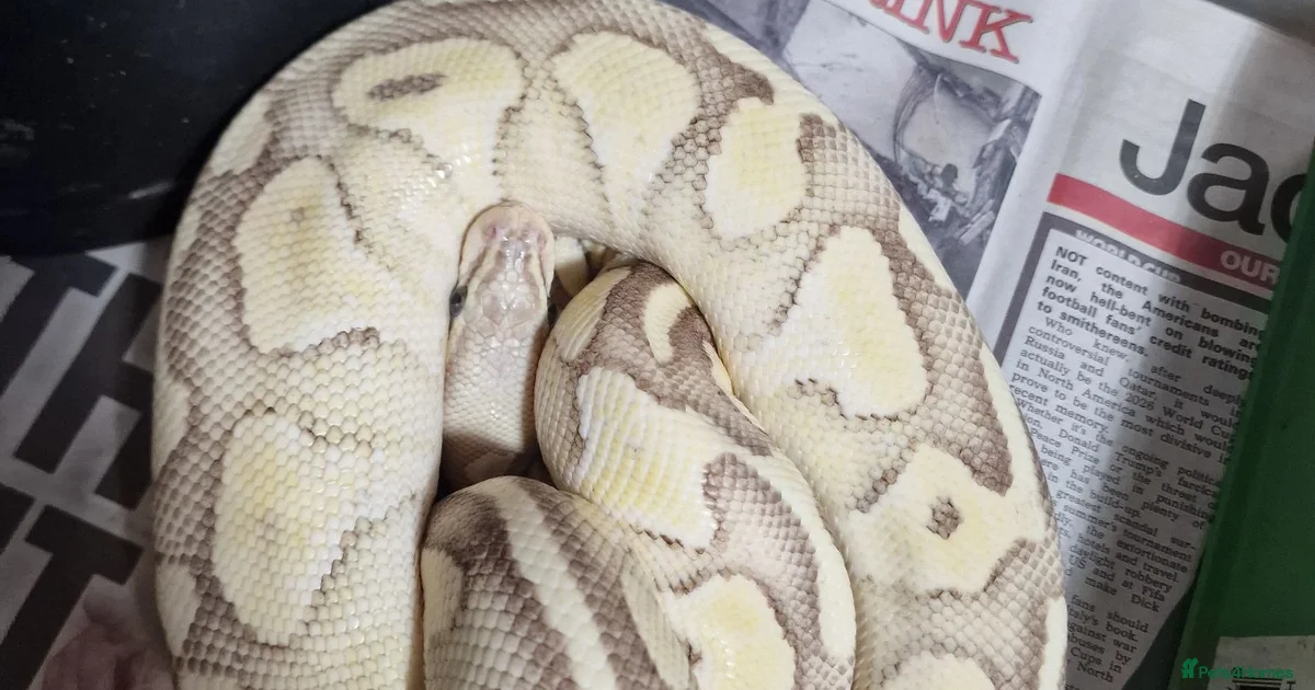 Boa Snake Reptiles for sale in Bromley, Greater London | Pets4Homes