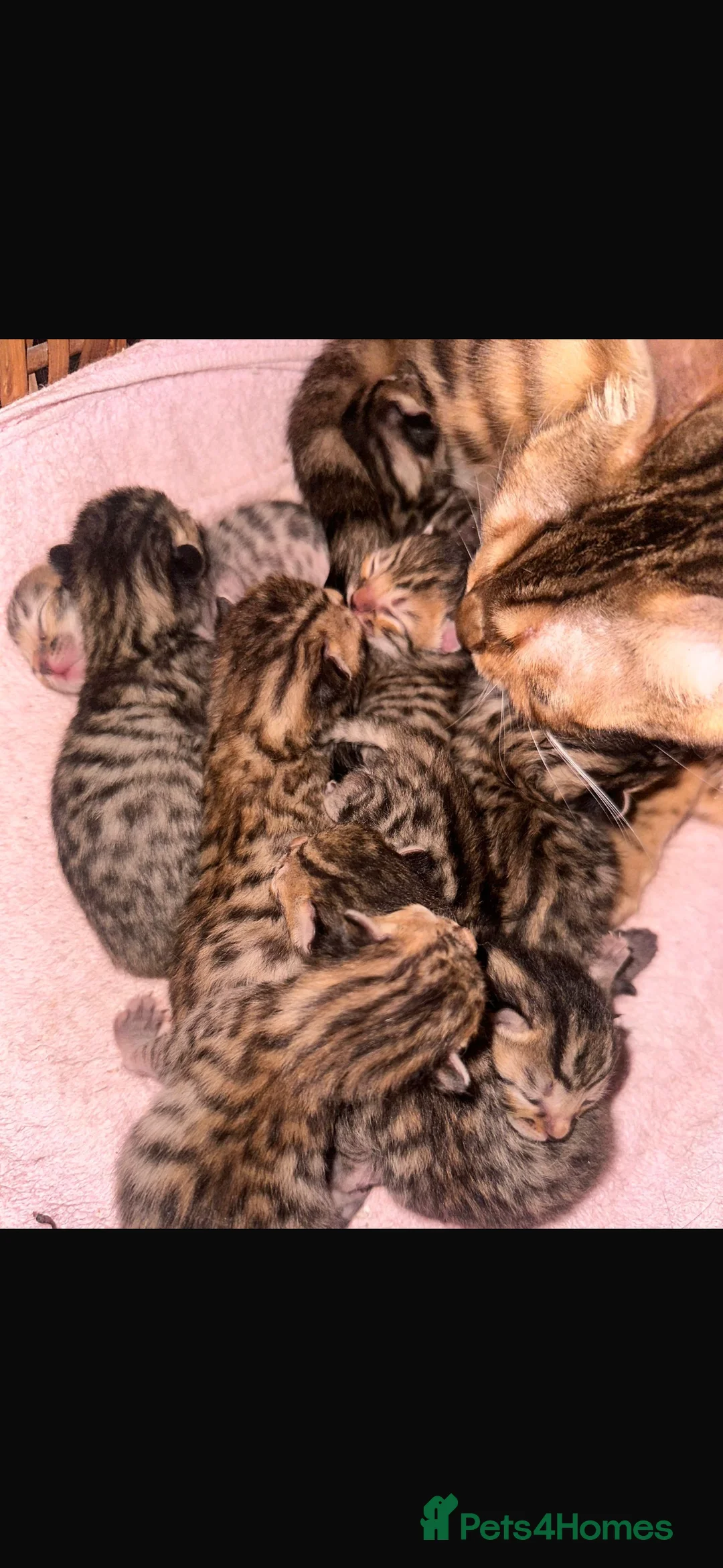 Mixed Breed cats for sale: Bengal x kittens  - Advert 5
