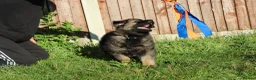 German Shepherd dogs for sale: German shepherd puppies working line - Advert 14