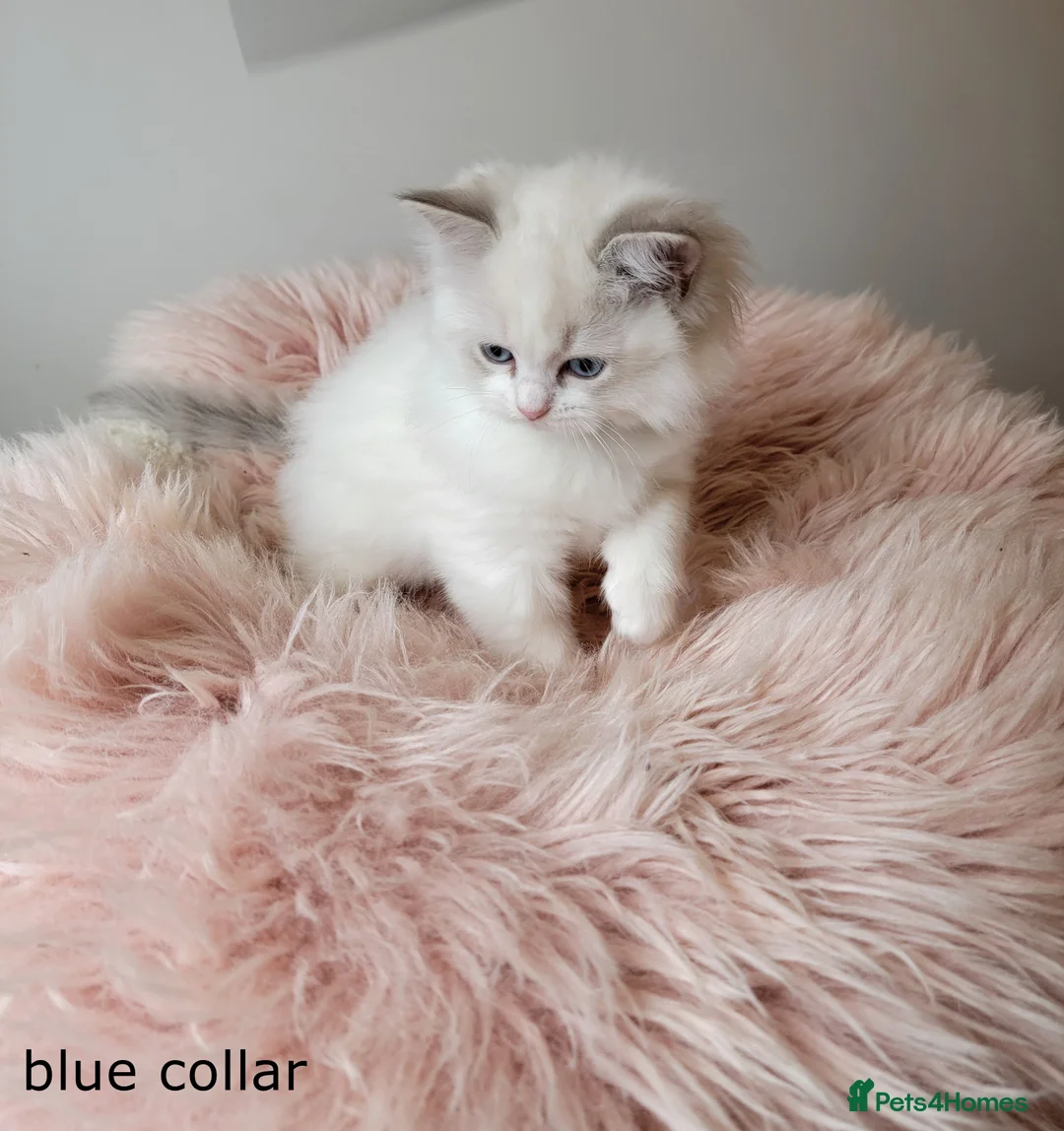 Ragdoll cats for sale: 😸Fully GCCF Certified Pedigree Ragdoll kittens💕 - Advert 20