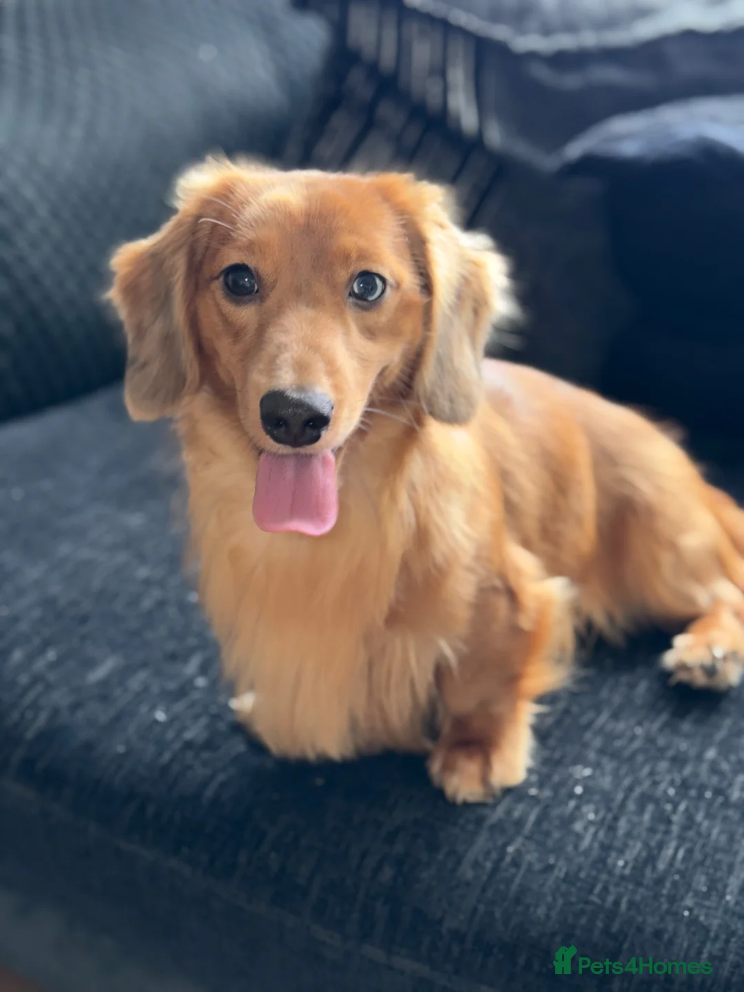 Miniature Dachshund dogs for sale: 2 long haired miniature dachshunds  in Belfast - Advert 11