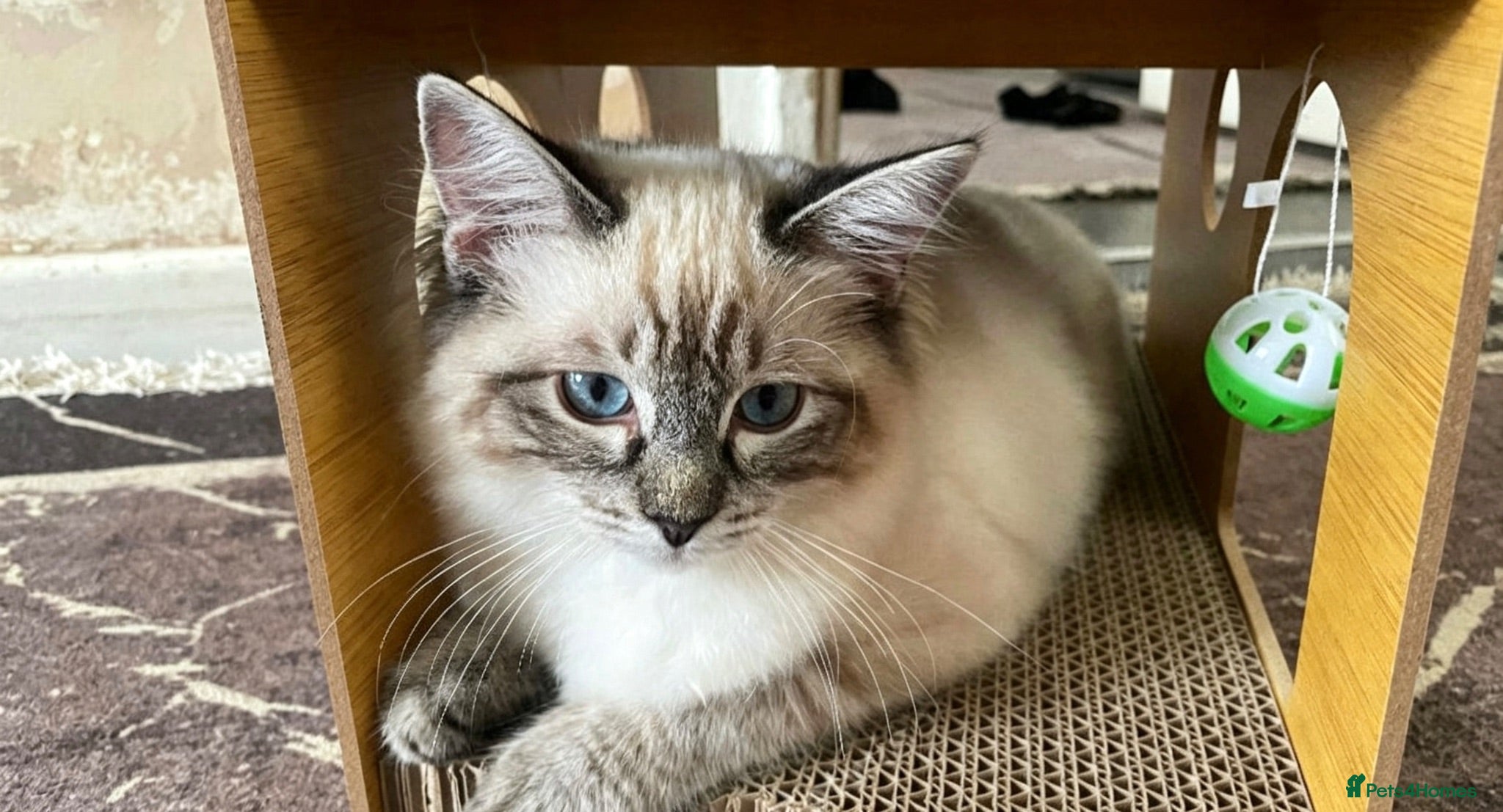 Ragdoll cats Pure Ragdoll kitten  - Advert 3