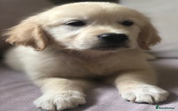 Golden Retriever dogs for sale: Super litter of Goldie pups carrying some colour  - Image 8