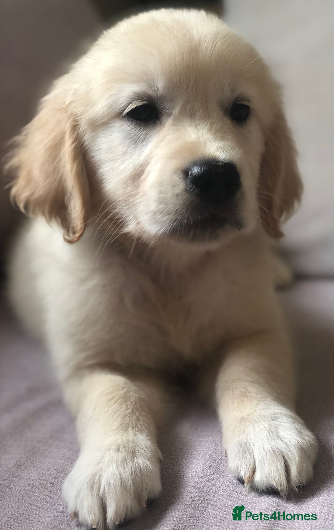 Golden Retriever dogs for sale: Super litter of Goldie pups carrying some colour  - Image 8