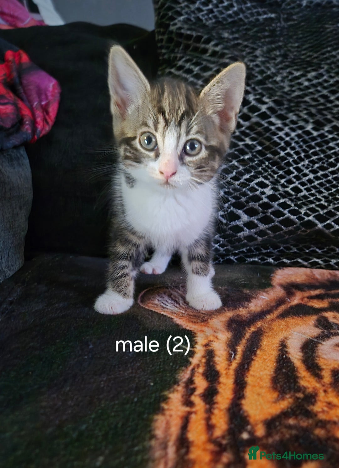 Domestic Shorthair cats for sale:  kittens  - Image 2