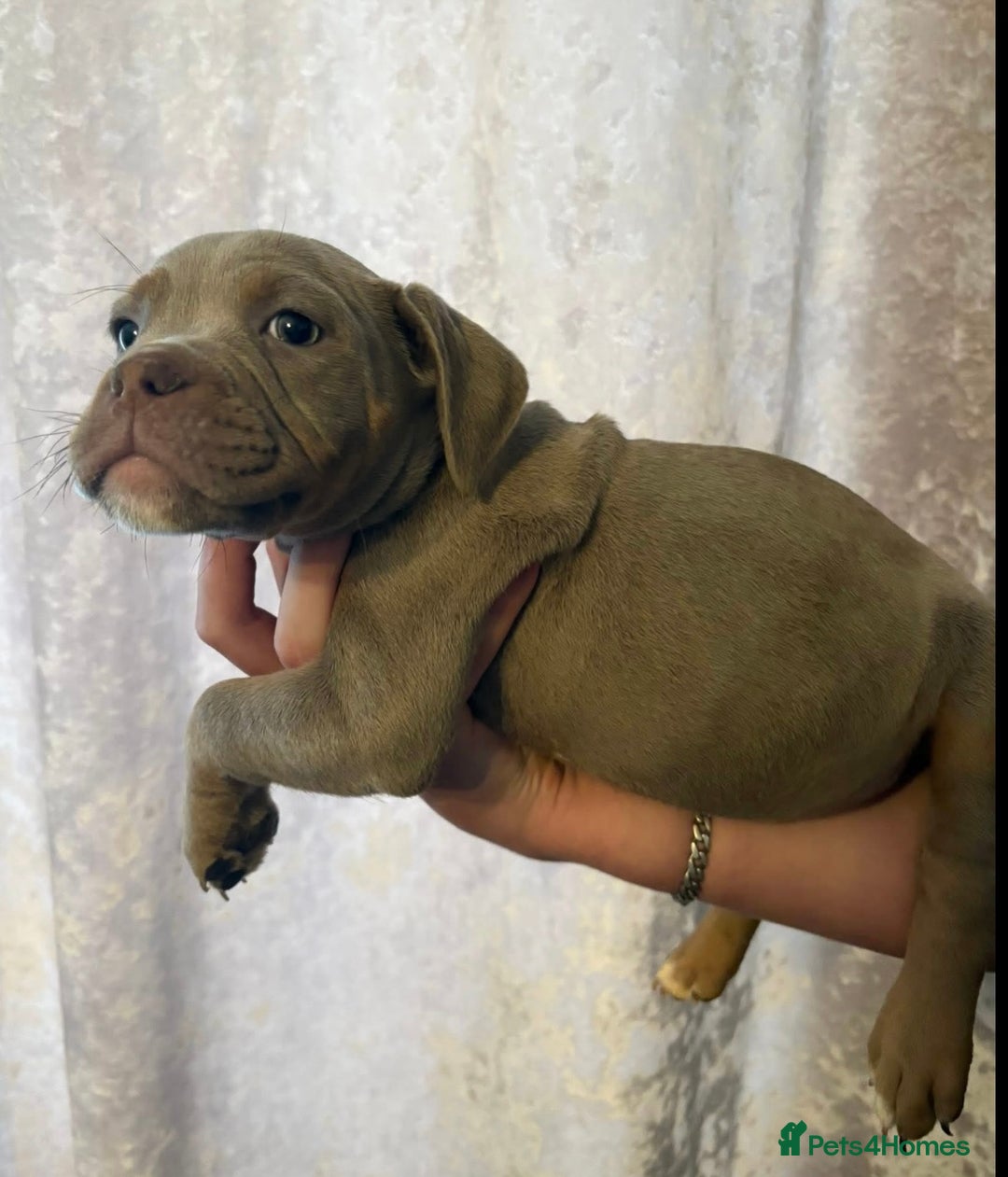 Olde English Bulldogge dogs for sale: Olde English bulldog puppies READY NOW  - Advert 4