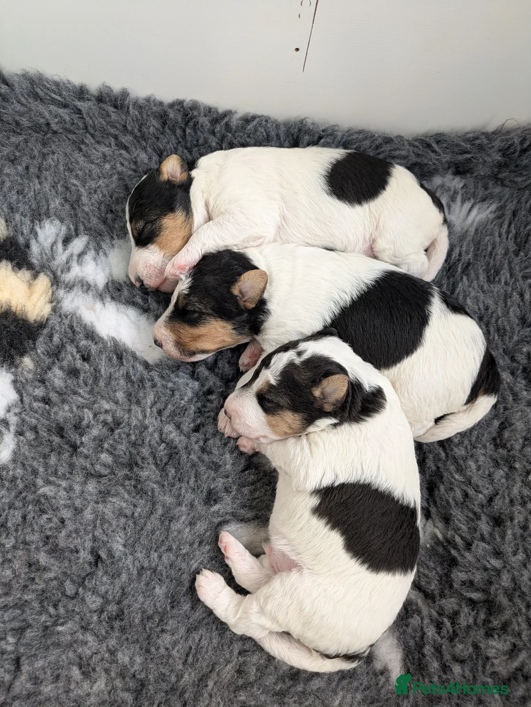 Fox Terrier dogs for sale: Beautiful KC litter of ( 3 boys )  in Wisbech - Advert 22