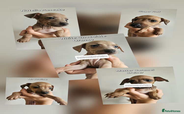 Italian Greyhound dogs - Advert 1