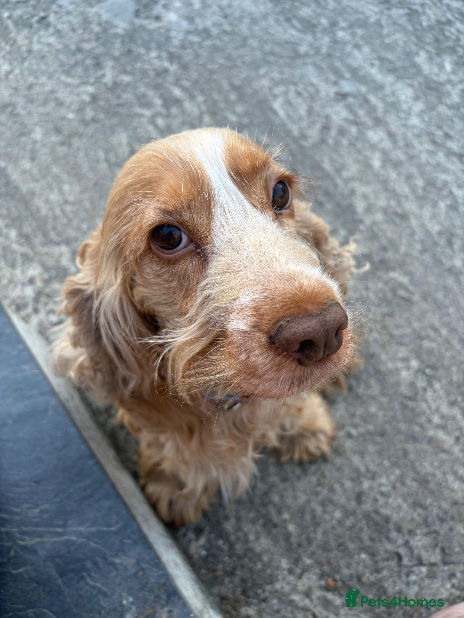 Cocker Spaniel dogs 7 year old cocker spaniel Pumpkin needing a home  - Advert 11