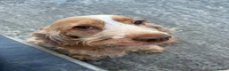 Cocker Spaniel dogs for sale: 7 year old cocker spaniel Pumpkin needing a home  in Newquay - Advert 1