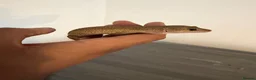 Leopard Gecko reptiles for sale: Female Leopard Gecko with FULL Setup in London - Advert 6