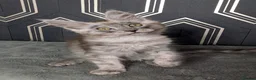 Maine Coon cats for sale: Ready soon beautiful Maine coon males  - Advert 29