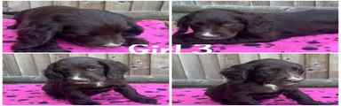Cocker Spaniel 7