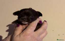 Chihuahua dogs for sale: Beautiful baby chihuahua pups - Image 8