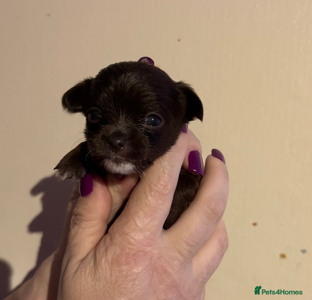 Chihuahua dogs for sale: Beautiful baby chihuahua pups - Image 8