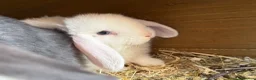 Mini Lop rabbits for sale: Mini lop bunnies.  - Advert 6