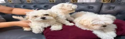 Bichon Frise dogs for sale: Bichon in Warrington - Advert 6