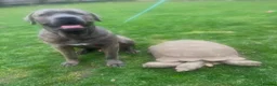 Tortoise reptiles for sale: Sulcatas tortoise   - Advert 2