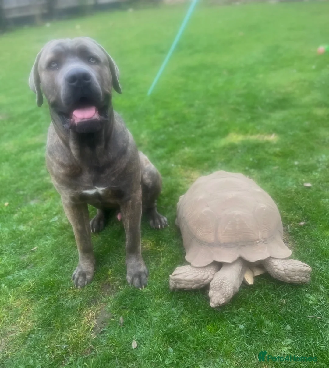 Tortoise reptiles for sale: Sulcatas tortoise   - Advert 2