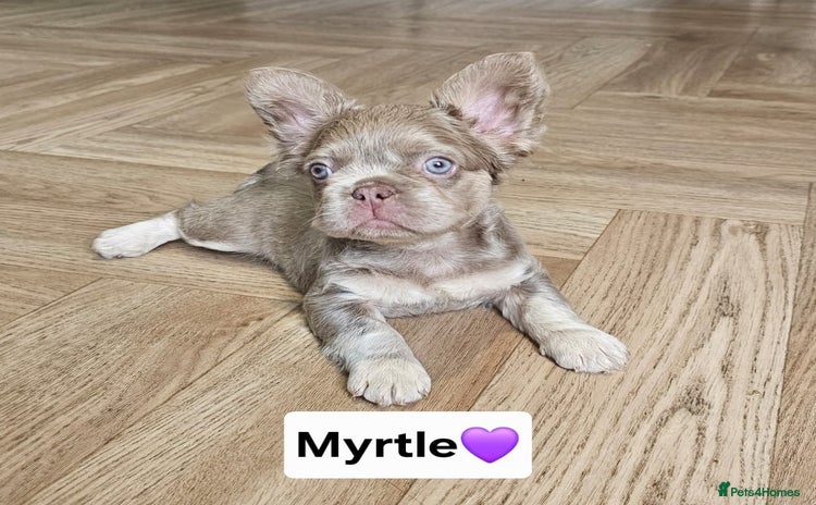 French Bulldog dogs - Advert 2