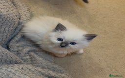 Ragdoll cats for sale: READY SOON!! PUREBRED RAGDOLL KITTENS - Image 22
