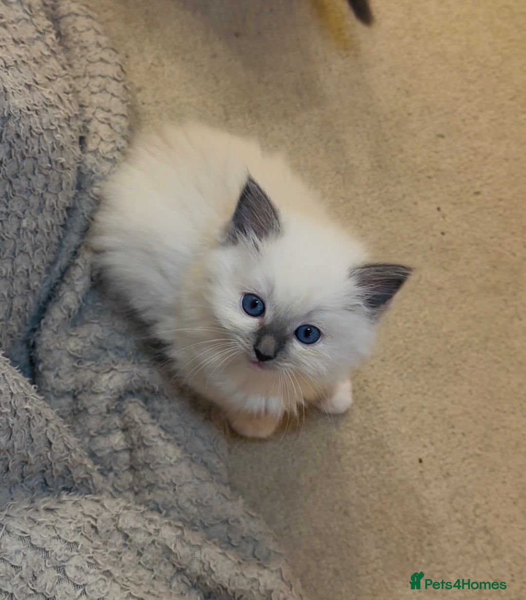 Ragdoll cats for sale: READY SOON!! PUREBRED RAGDOLL KITTENS - Image 22