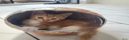 Mixed Breed cats for sale: 6 Kittens Ready for sale in Harrow - Advert 2