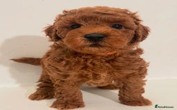 Miniature Poodle dogs for sale: Healthy miniature Poodles!!!! - Image 1