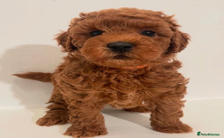 Miniature Poodle dogs - Advert 1