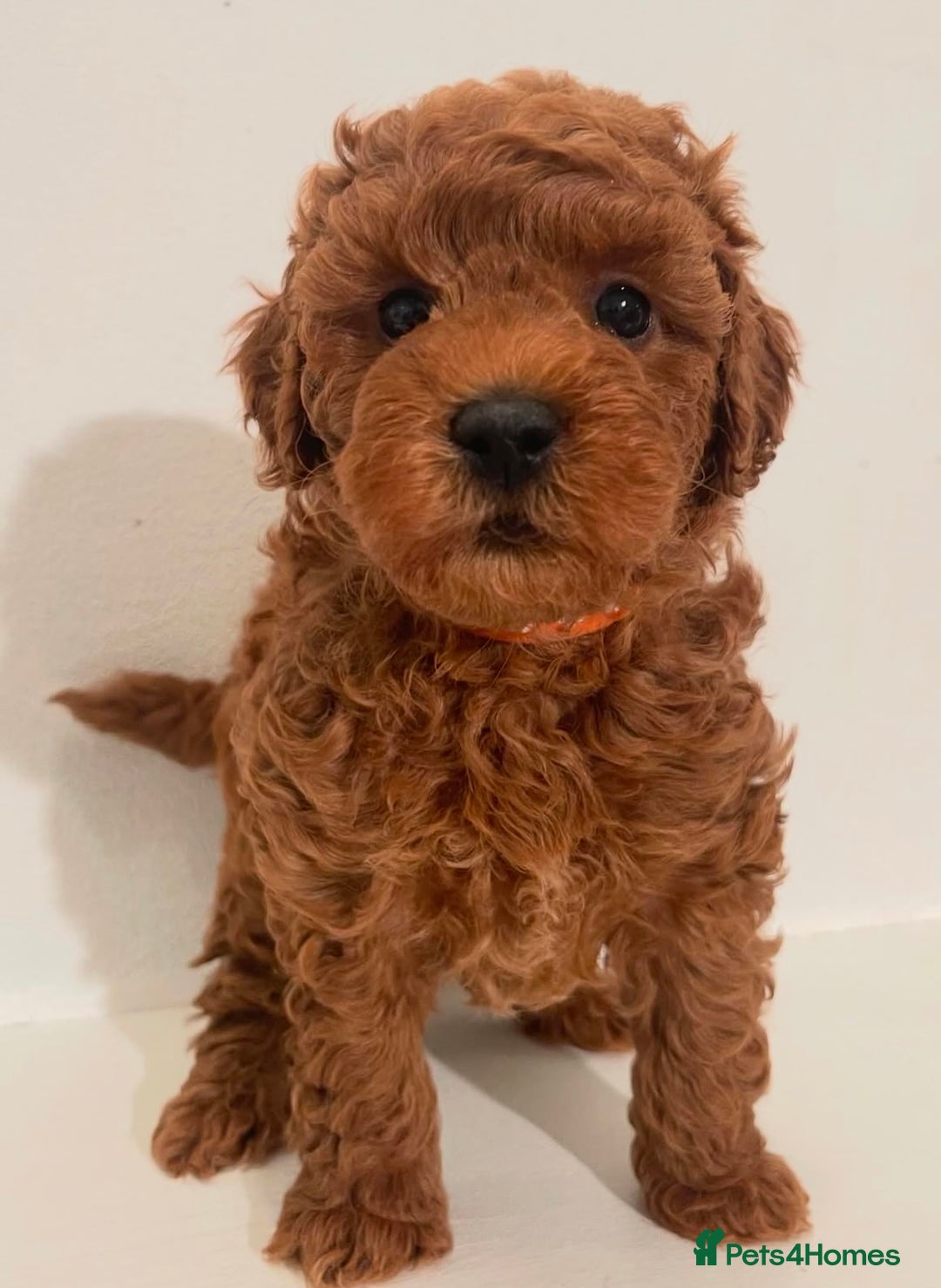 Miniature Poodle dogs for sale: Healthy miniature Poodles!!!! - Image 1