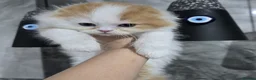 Scottish Fold cats for sale: One wee Wonder seeking mum or dad - Advert 3