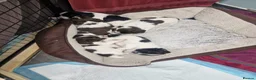 English Springer Spaniel dogs for sale: Pedigree working English Springer Spaniels  - Advert 3
