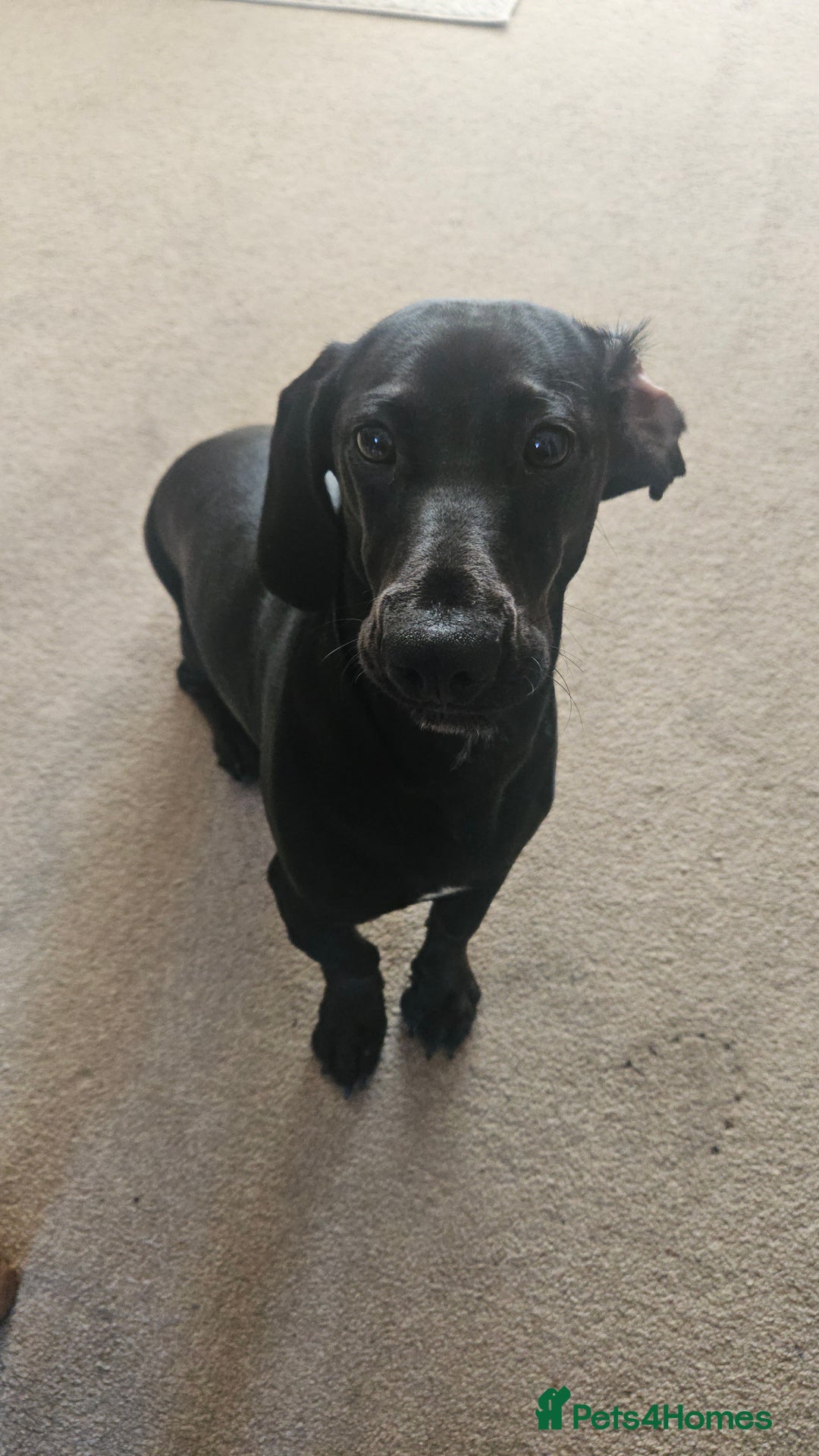 Mixed Breed dogs for sale: Meet Luna- your new best friend  - Image 7