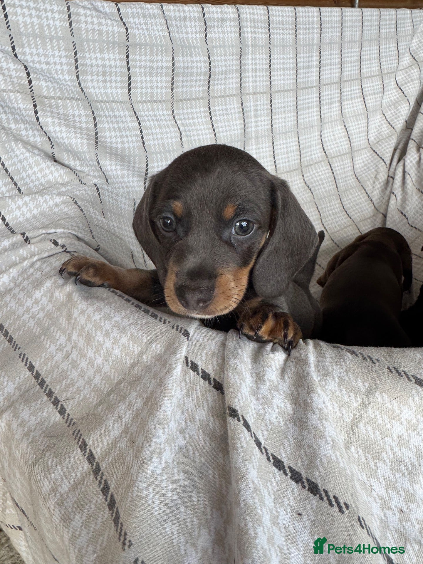 Miniature Dachshund dogs MINIATURE DACHSHUND PUPPIES  - Advert 9
