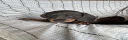 Miniature Dachshund dogs for sale: MINIATURE DACHSHUND PUPPIES  - Advert 4