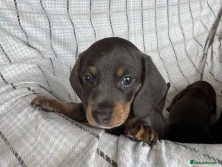Miniature Dachshund dogs MINIATURE DACHSHUND PUPPIES - Advert 9