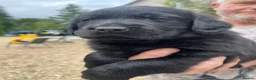 Goldador dogs for sale: One stunning goldador boy available ❤️ - Advert 31